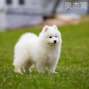 纯种萨摩耶幼犬微笑天使双血统萨摩犬中型犬雪橇犬宠物狗活物幼崽