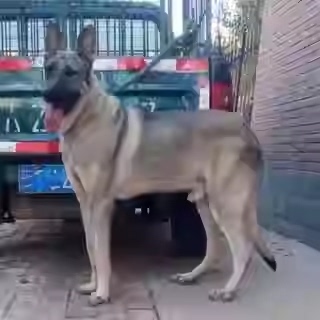 纯种狼青幼犬活体中华大