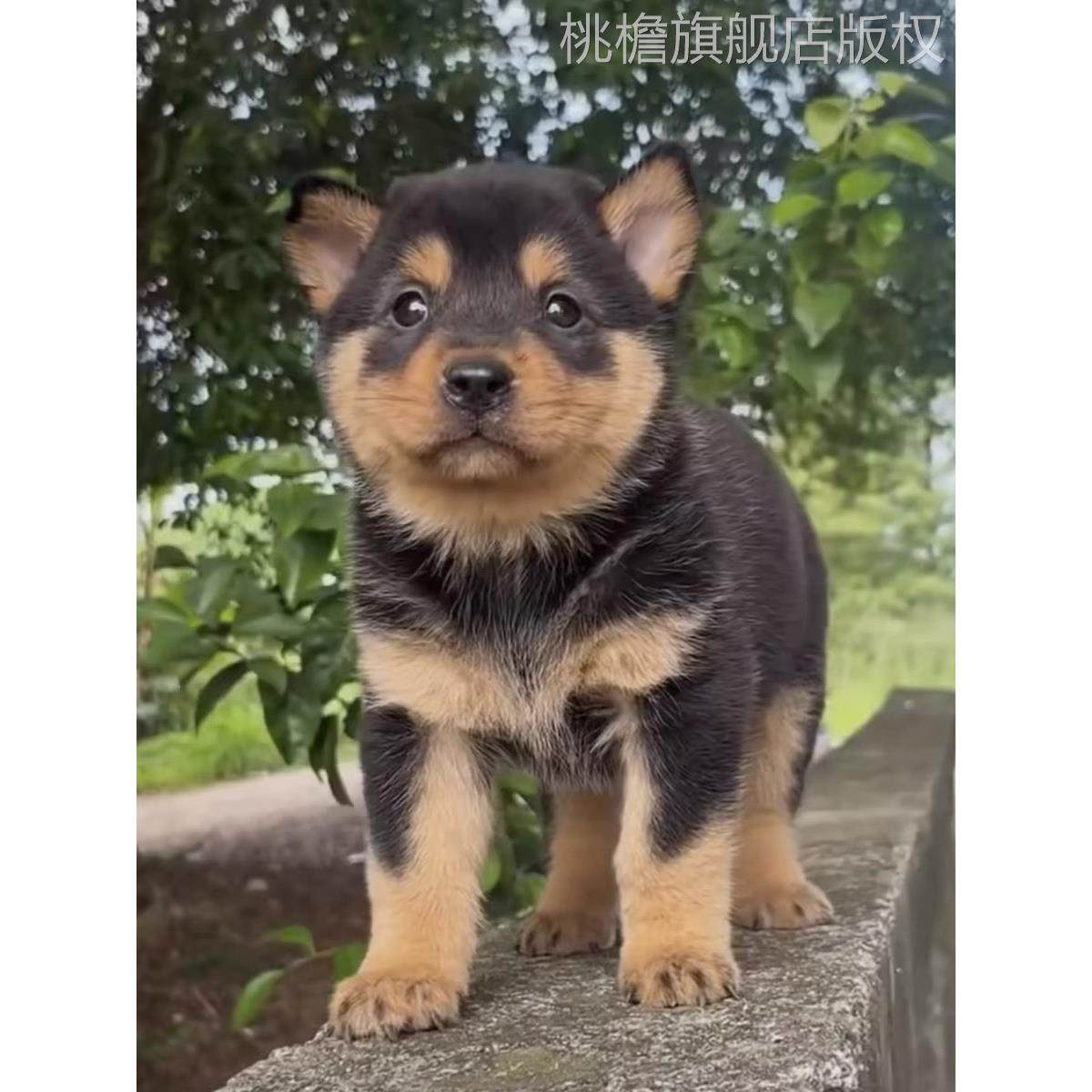 四眼铁包金幼犬广西土猎犬四眼狗看家护院中华田园犬土狗活体幼崽