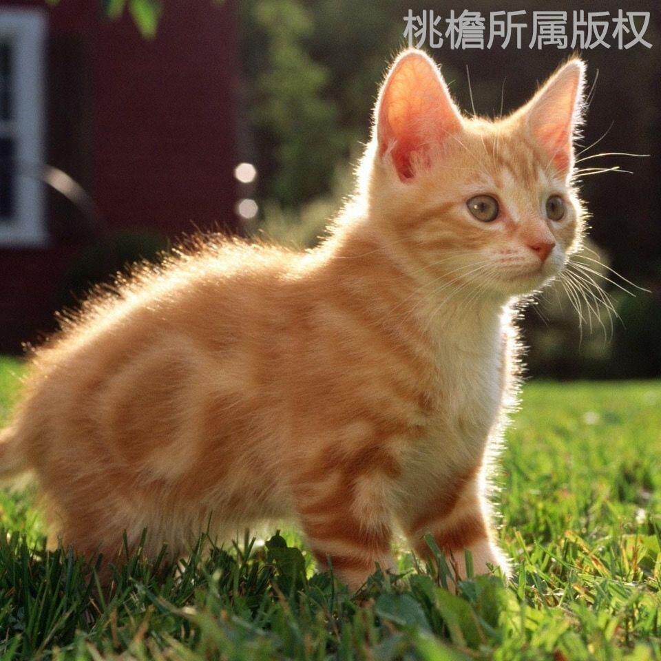 中华田园猫橘白猫橘猫狸白猫狸花猫网红三花猫黑白奶牛猫活体猫咪
