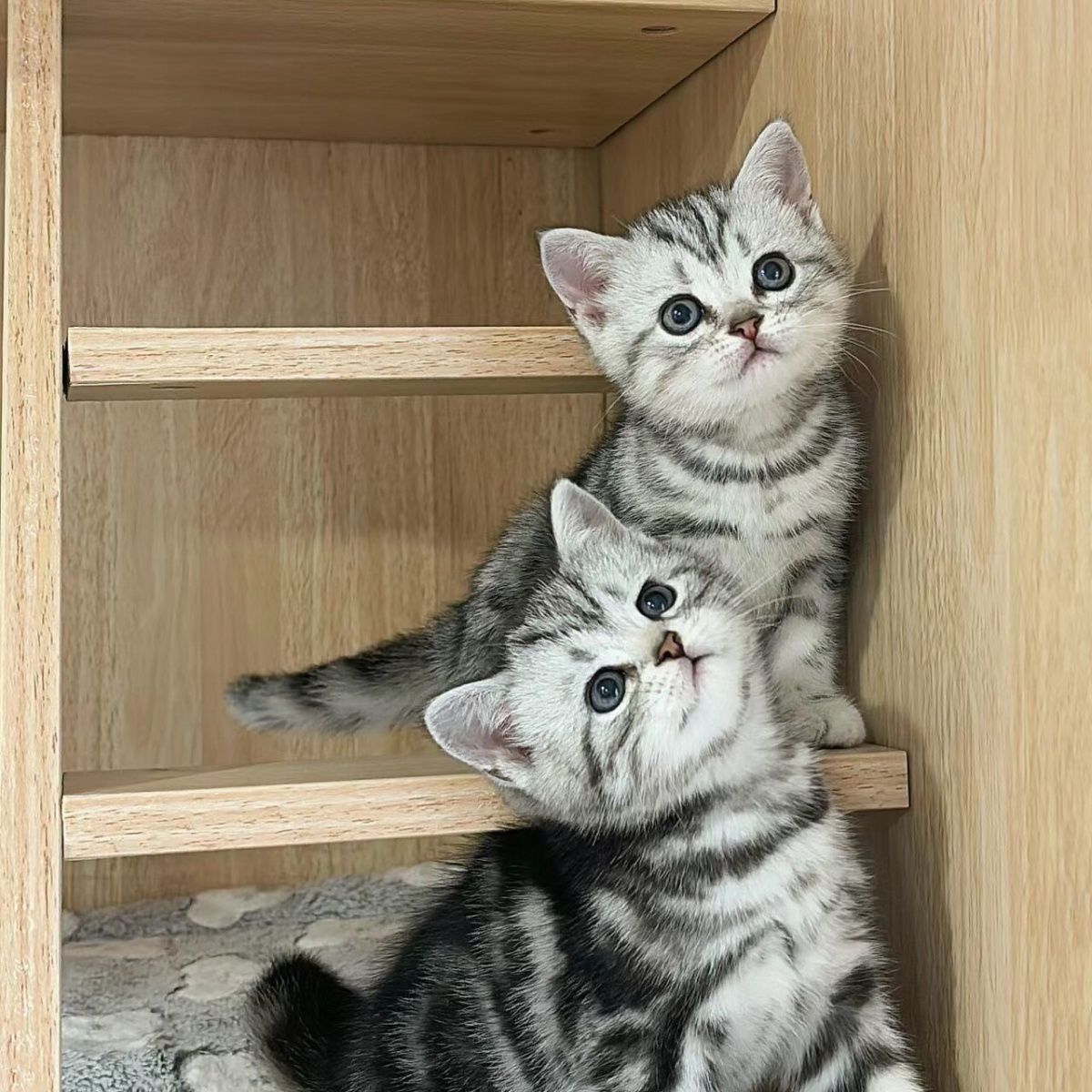 美短虎斑猫混血幼宠网红