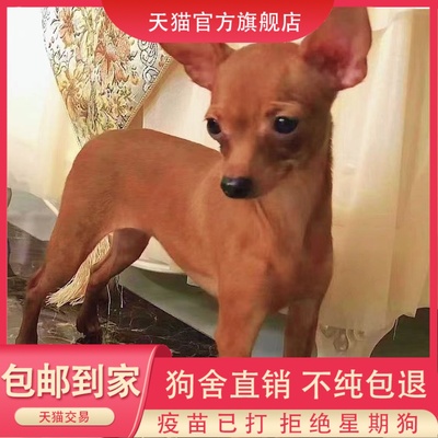 纯种小鹿犬幼犬棕色铁包金迷你小鹿犬小型犬不掉毛家养宠物狗活体