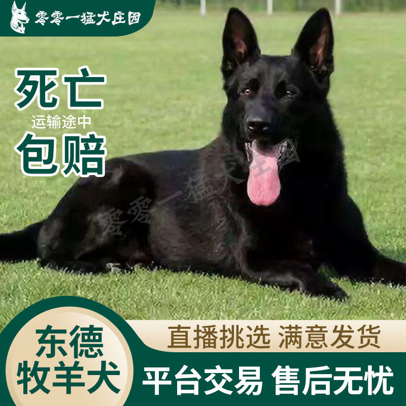 东德牧羊犬纯黑幼犬狼灰色太极色东德活体警犬中华高智商成犬幼崽