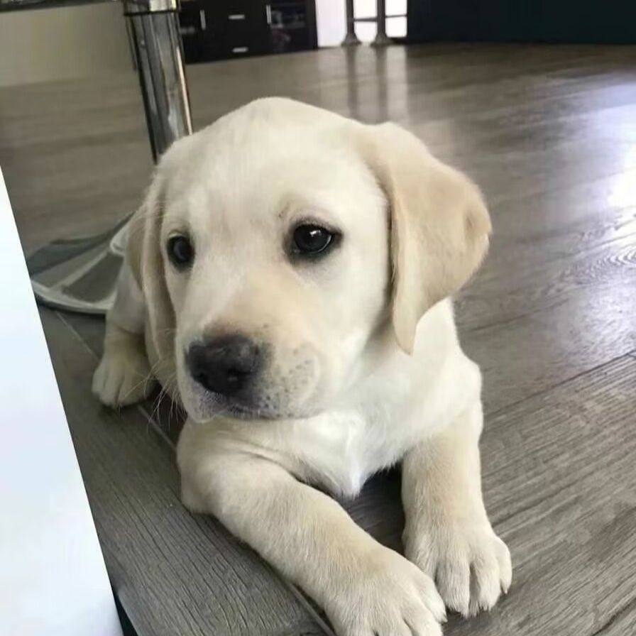 纯种拉布拉多犬幼犬活体导盲犬神犬小七双血统白色黑色家养宠物狗