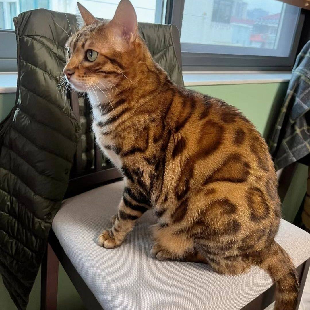 孟加拉豹猫银豹雪豹红蟒空心大玫瑰幼猫成猫短毛纯种活物