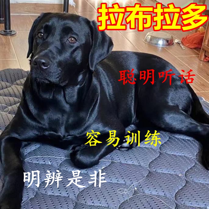 拉布拉多幼犬神犬小七大型犬家养聪明狗狗黑色宠物狗活体混血狗狗 宠物/宠物食品及用品 狗狗 原图主图