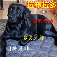 拉布拉多幼犬神犬小七大型犬家养聪明狗狗黑色宠物狗活体混血狗狗