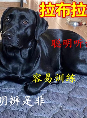 拉布拉多幼犬神犬小七大型犬家养聪明狗狗黑色宠物狗活体混血狗狗