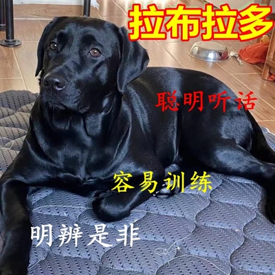 拉布拉多幼犬神犬小七大型犬家养聪明狗狗黑色宠物狗活体混血狗狗