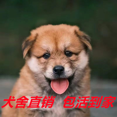 中华田园犬便宜看家护院土狗幼犬小白狗大黄狗宠物狗混血犬活体