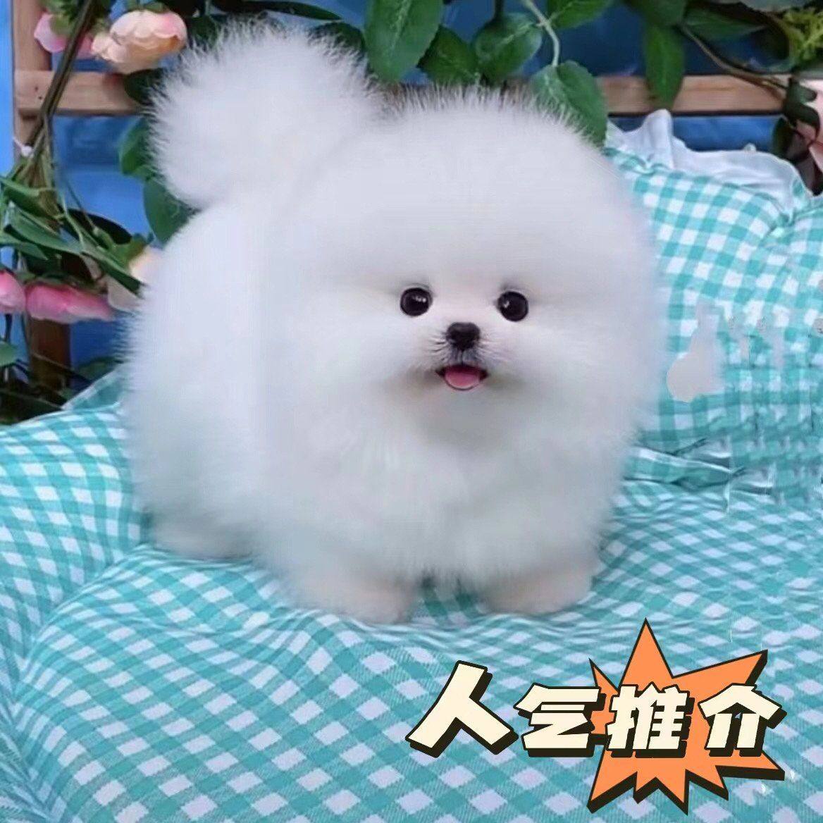 混血博美幼犬茶杯体小型犬白博美迷你长不大活体博美狗活体宠物狗