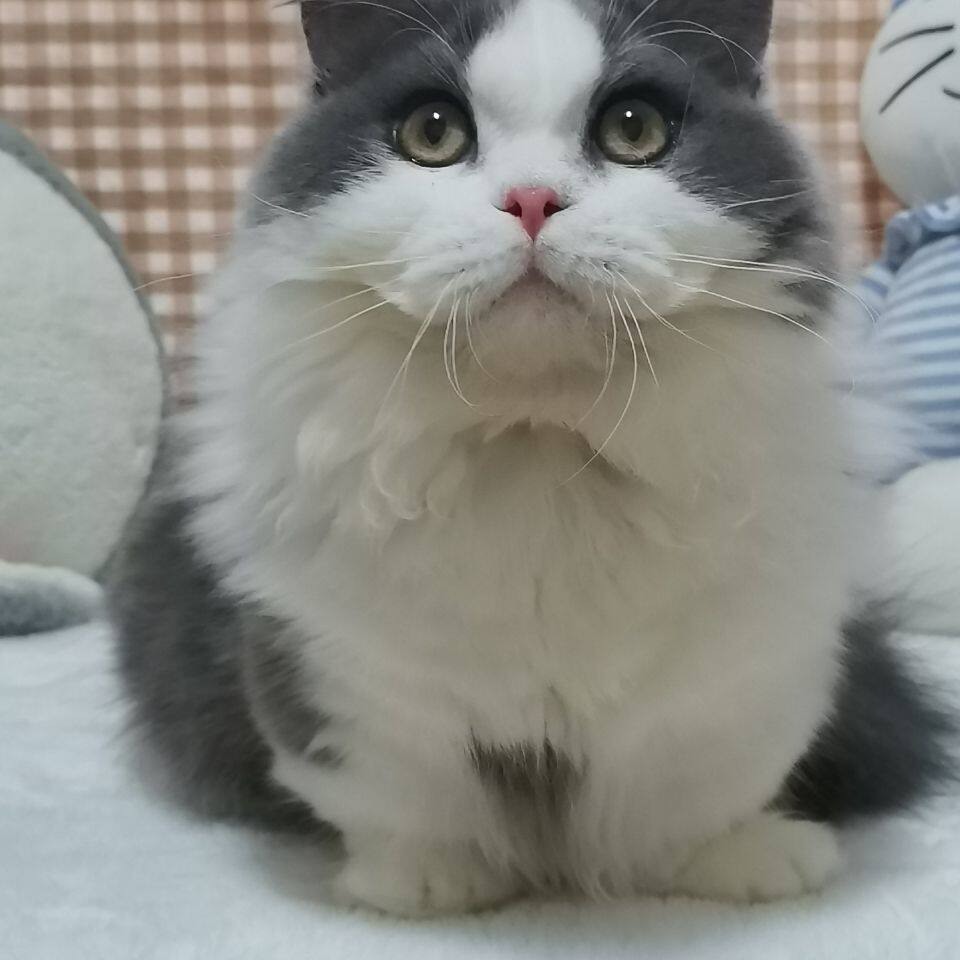 拿破仑矮脚短腿宠物猫活体幼猫英短蓝白美短起司纯种