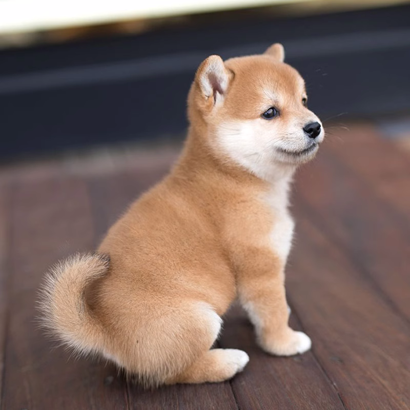 纯种柴犬幼犬赤柴黑色豆柴幼崽日本柴犬幼犬秋田幼犬活体中小型犬