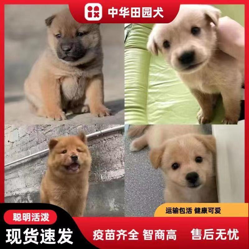 中华田园犬活体土狗看家护院大黄狗四眼铁包金幼犬纯黑狗四眼狗狗