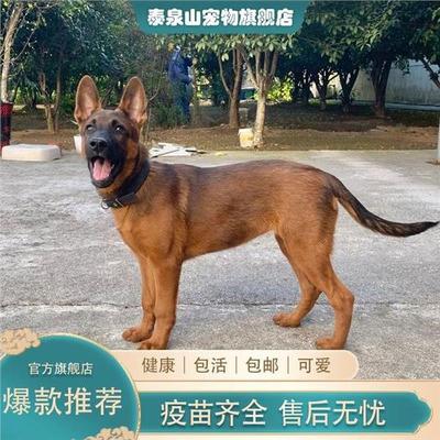马犬幼犬串护卫犬便宜宠物狗霸气高智商狗工作犬狗狗幼宠护院狼狗