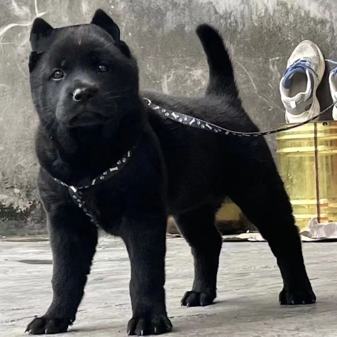 广西土猎犬幼犬虎头虎斑色狗狗赶山犬五黑犬猎犬幼崽活物狗黑狗犬