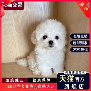 比熊犬纯种韩系小体小狗幼犬超小型茶杯犬长不大活体宠物狗仔活物