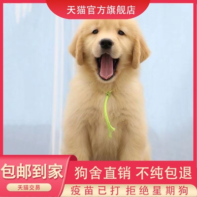 纯种金毛幼犬赛级金毛犬导盲犬双血统金毛大骨架中大型犬宠物狗狗