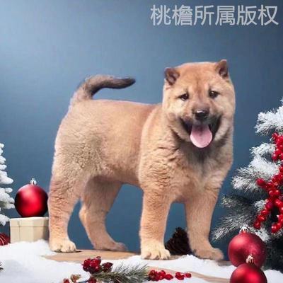 中华狗狗土狗桃檐中型犬