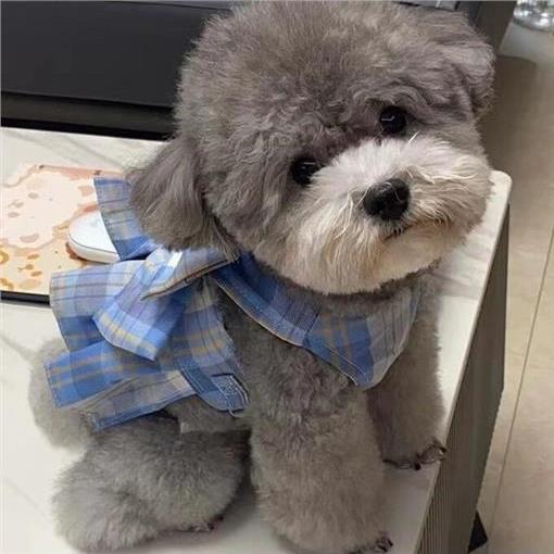 泰迪幼犬幼崽小体型可爱宠物长不大超萌便宜棕色狗贵宾犬小型犬狗
