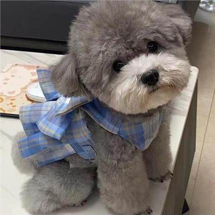 泰迪幼犬幼崽小体型可爱宠物长不大超萌便宜棕色狗贵宾犬小型犬狗