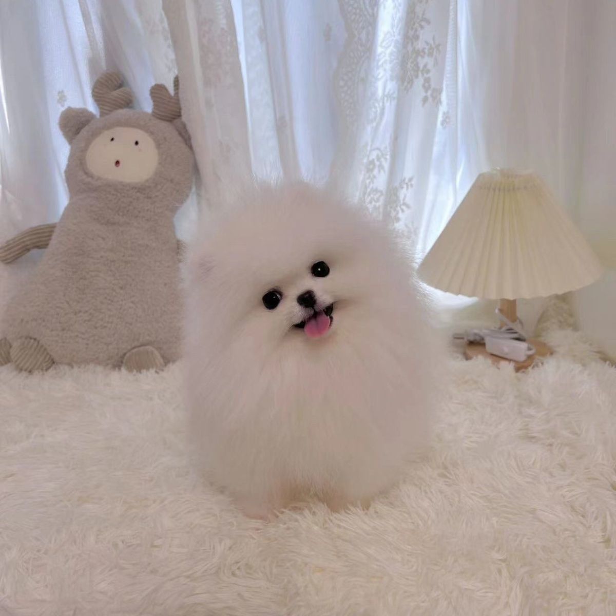 茶杯犬正宗博美幼犬小型犬超小白色长不大小型犬俊介幼犬杯宠物狗