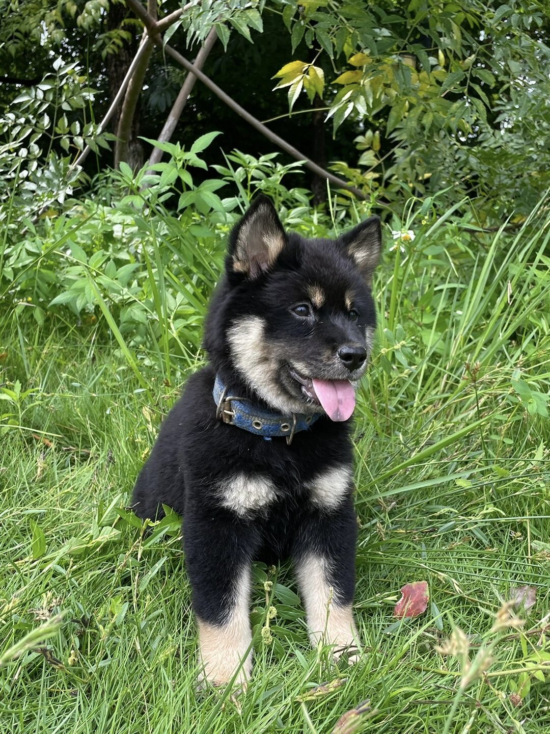 四眼铁包金中华田园犬广西土猎犬大型犬看家护院四眼狗土狗幼犬狗