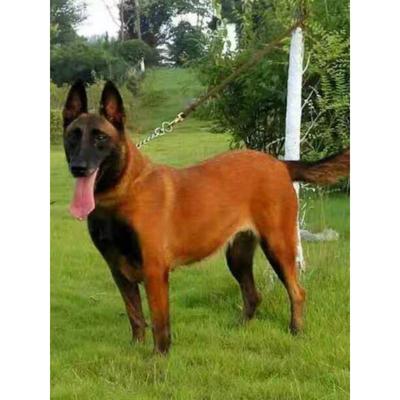 混血德国牧羊犬桃檐中型犬家养