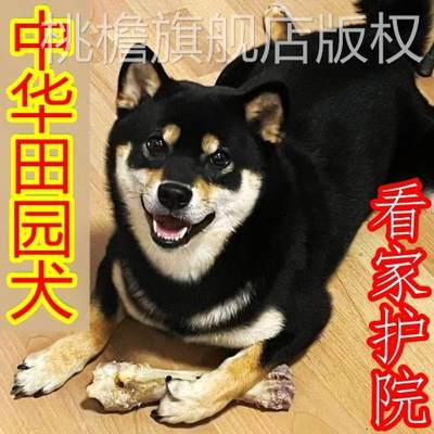 四眼铁包金桃檐中型犬