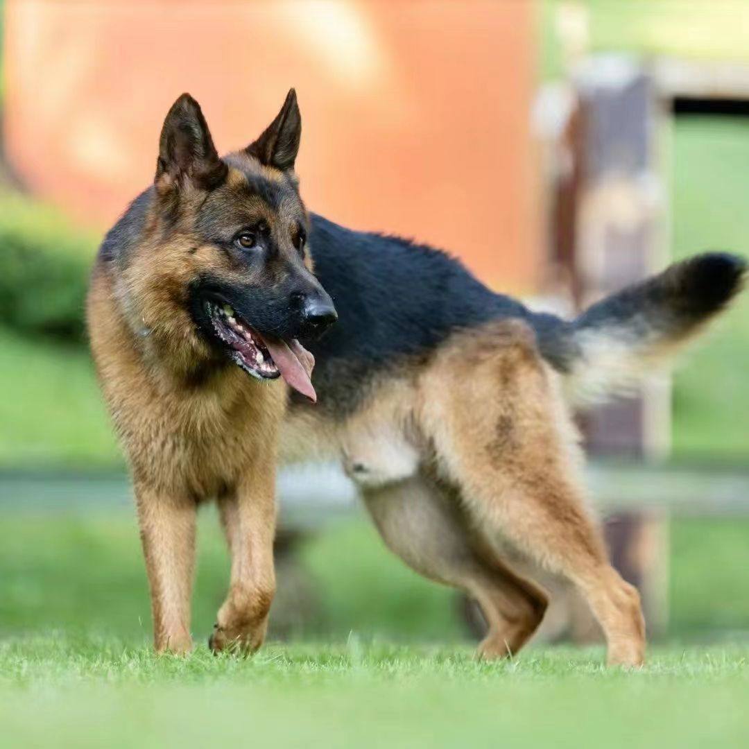 混血德牧犬幼犬德牧大小狼狗便宜小狗德国牧羊犬警犬大型犬宠物狗