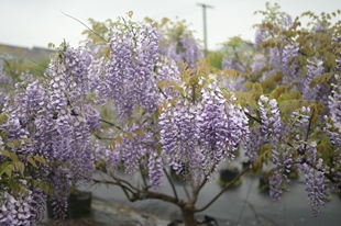 紫藤普罗旺斯花树苗盆栽庭院阳台花卉植物庭院开花好养活易活