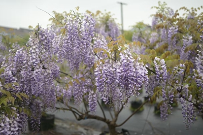 紫藤普罗旺斯花树苗盆栽庭院阳台花卉植物庭院开花好养活易活