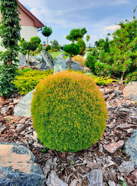 崖柏属 北美香柏‘安妮克'Thuja occidentalis ‘Anniek'