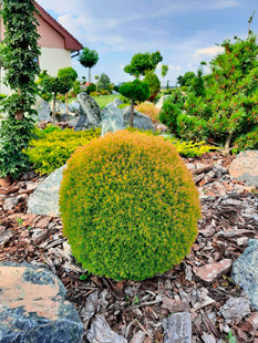 崖柏属 北美香柏‘安妮克'Thuja occidentalis ‘Anniek'