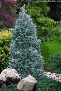 扁柏属日本花柏‘蓝宝贝'Chamaecyparis pisifera ‘Baby Blue'