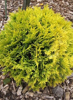 北美香柏‘金叶达尼卡'Thuja occidentalis ‘Danica Aurea'