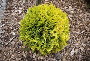 北美香柏‘金叶达尼卡'Thuja occidentalis ‘Danica Aurea'