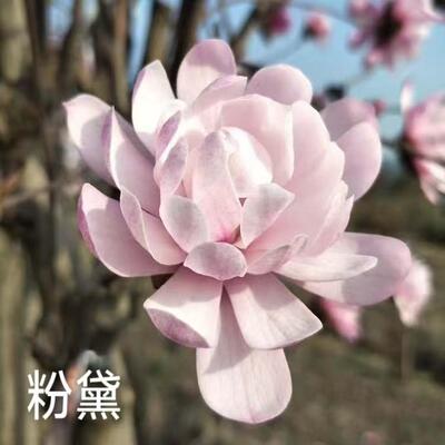 星花玉兰耐寒庭院小乔木早春开花