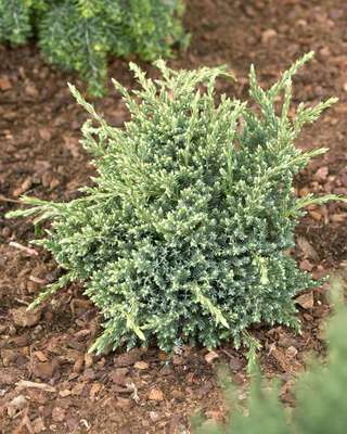 刺柏属 高山桧‘霍尔格' Juniperus squamata ‘Holger'