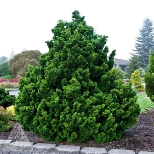 ‘娜娜格拉西里'(矮绿) Chamaecyparis obtusa ‘Nana Gracilis'
