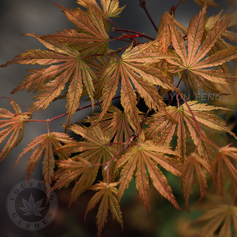 女神春季落叶小乔木观叶彩叶树种