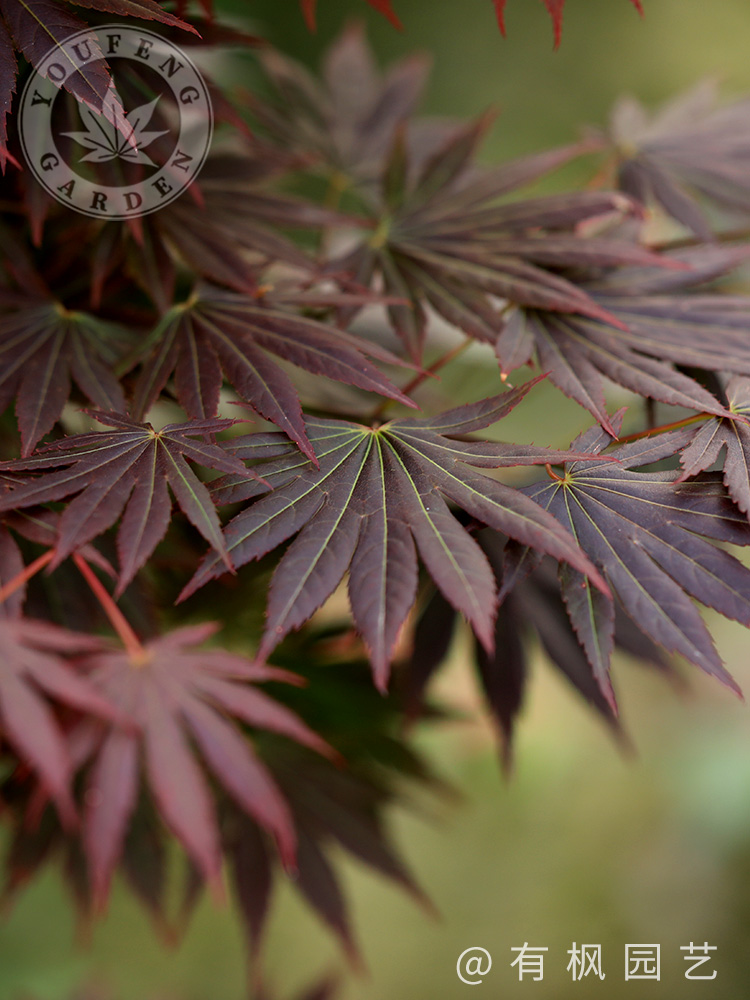 优雅春落叶小乔木观叶彩叶枫树