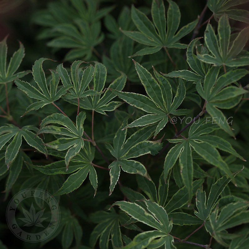 希拉蕊 日本红枫室外枫树室内阳台盆栽庭院地栽进口枫树有枫园艺