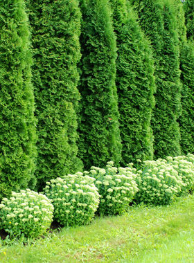 北美香柏‘绿宝石'Thuja occidentalis ‘Smaragd'