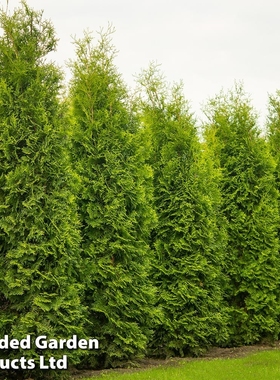 北美香柏‘布拉班特之王'Thuja occidentalis 'King of Brabant'