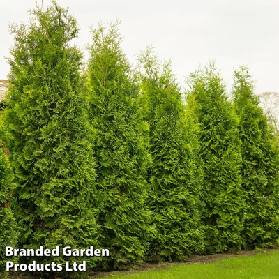 北美香柏‘布拉班特之王'Thuja occidentalis 'King of Brabant'