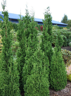 崖柏属 北美香柏‘司马里克'Thuja occidentalis ‘Zmatlik'