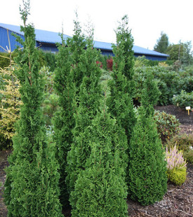 崖柏属 北美香柏‘司马里克'Thuja occidentalis ‘Zmatlik'