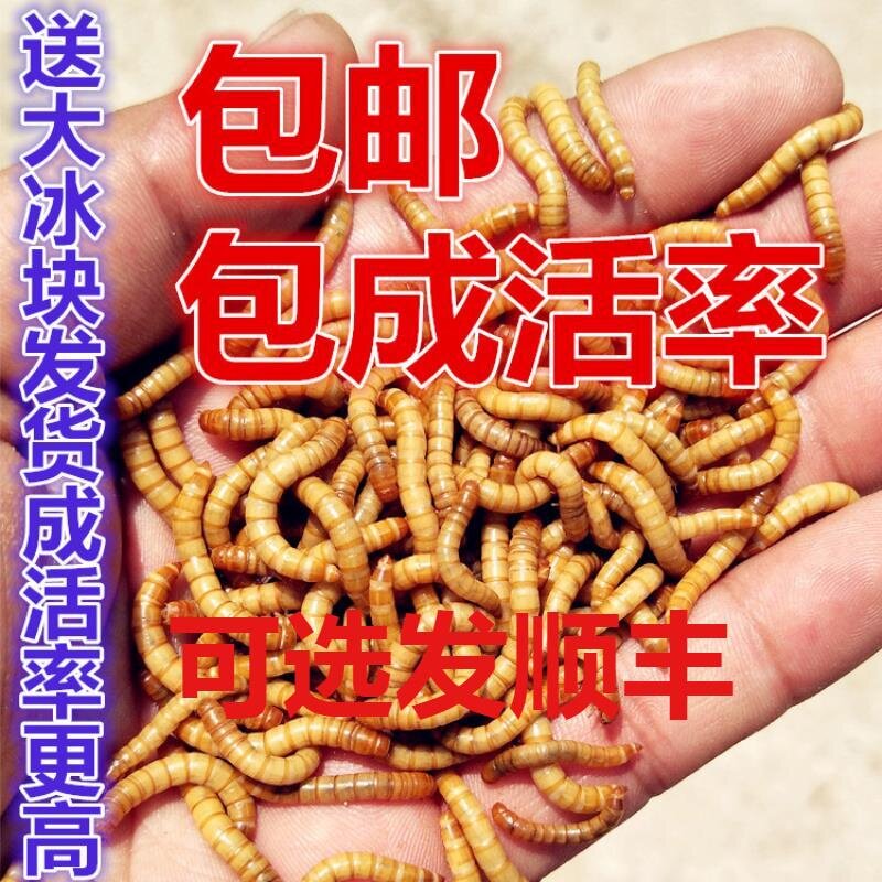 面包虫黄粉虫活体鲜活虫种虫50爬虫/鸣虫食物