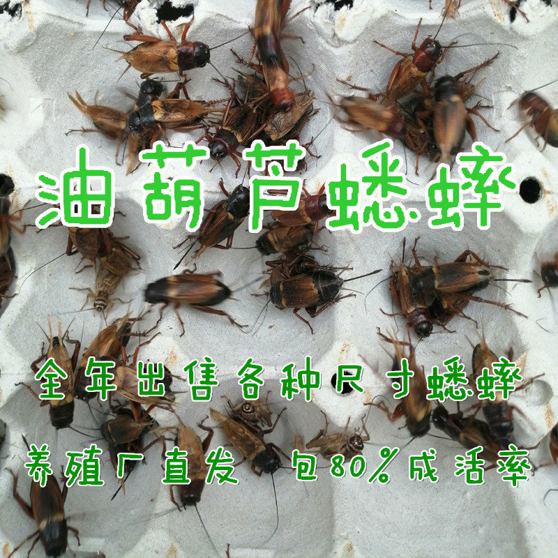 白蛐蛐油葫芦饲料蜥蜴龙鱼变色龙守宫蜘蛛鸟食物鸣虫针头蟋蟀